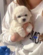 Quality Bichon Frise Puppies.