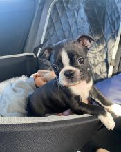 Quality Boston Terriers Puppies!