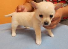 Quality Chihuahua puppy for sale