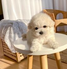 registered Bichon Frise puppies