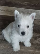 Snow White West Highland Terriers pups