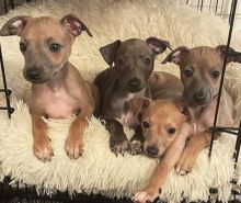 Socialize Italian Greyhound puppies