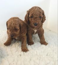 Stunning cavapoo puppies available for adoption. (jb2017503@gmail.com)