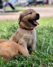 Stunning golden retriever puppies available for adoption. (emmareagan02@gmail.com)