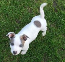 Super adorable Pitbull puppies.ready for adoption. I have one male and one female.