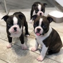 Sweet Boston Terrier babies (Rare Red Color)