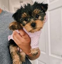 Tiny Yorkie For Sale!