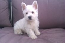 Top Quality West Highland Terrier Puppies