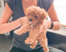 Two Cavapoo puppies Ready