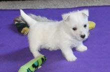 West Highland Terrier puppies Male and Female