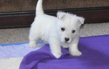 Westie (West Highland Terrier) Puppies