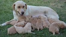 Yellow Labrador retriever puppies!