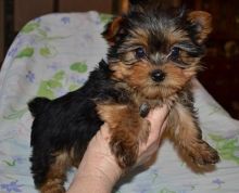 Yorkie Yorkshire terrier puppy