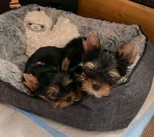 Yorkshire Terrier puppies. $3,500