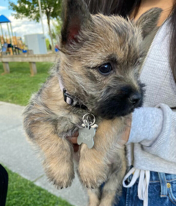 Available Cairn Terrier puppies Image eClassifieds4u
