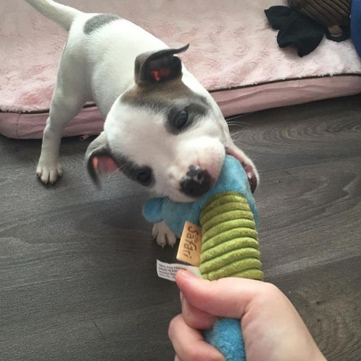 cut loving and adorable male and female Pitbull ready for adoption Image eClassifieds4u