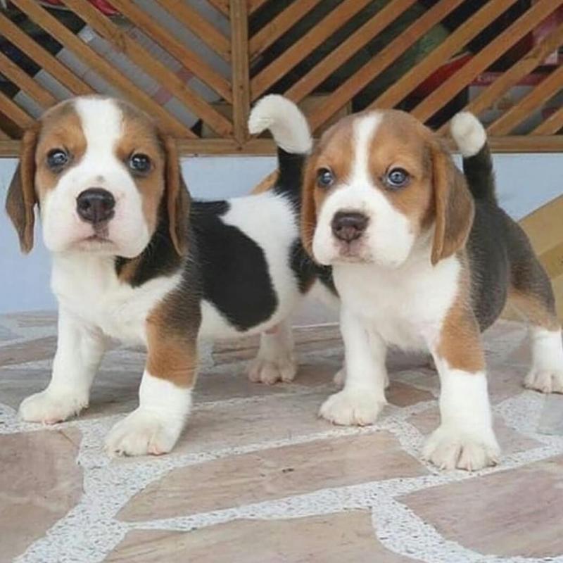Cute and adorable beagle puppies available for adoption. (lesliekind9@gmail.com) Image eClassifieds4u