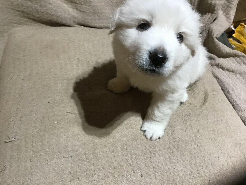 Great Pyrenees - needs a new home Image eClassifieds4u
