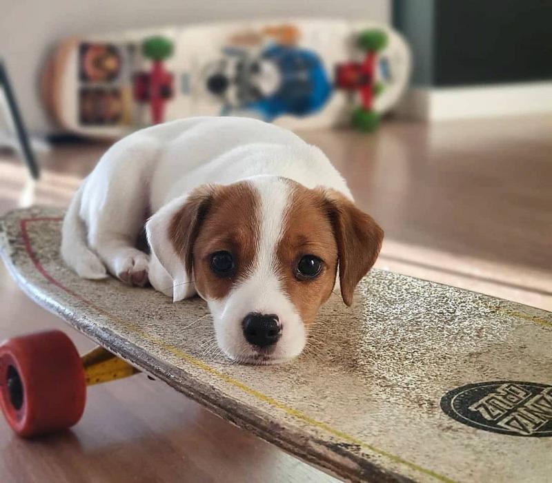 Jack Russell puppies (two left) Image eClassifieds4u
