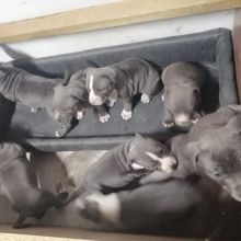 Adorable English Staffordshire bull terrier Image eClassifieds4U