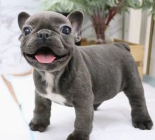 Available French bulldog puppies Image eClassifieds4U