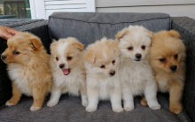 Beautiful Pomeranian Puppies Image eClassifieds4U