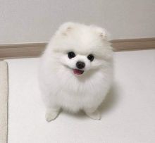 Beautiful pomeranian puppies available for adoption. (arielmeagan26@gmail.com) Image eClassifieds4u 2