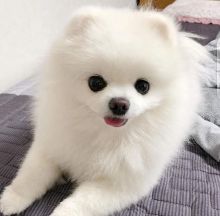 Beautiful pomeranian puppies available for adoption. (arielmeagan26@gmail.com) Image eClassifieds4u 1