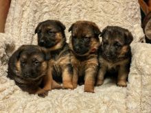 CKC Registered German Shepherd puppies Image eClassifieds4U