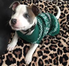 cut and lovable Pitbull puppies ready for adoption both male and female. Image eClassifieds4U