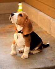 Cute and adorable beagle puppies available for adoption. (lesliekind9@gmail.com) Image eClassifieds4u 1