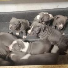 English Staffordshire Bull Terrier Puppies Image eClassifieds4U