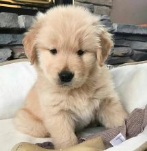 Golden Retriever Puppies Image eClassifieds4U