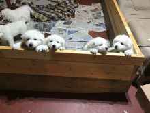 Great Pyrenees Puppies For Sale Image eClassifieds4U