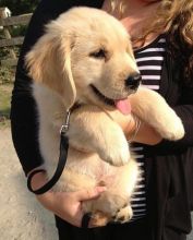 Purebred Golden Retriever Puppies Image eClassifieds4U