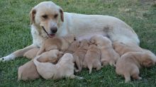 Yellow Labrador retriever puppies! Image eClassifieds4U
