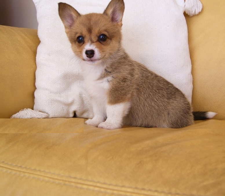 Pembroke Welsh Corgis Puppies Image eClassifieds4u