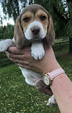 Purebred beagle puppies! Image eClassifieds4u