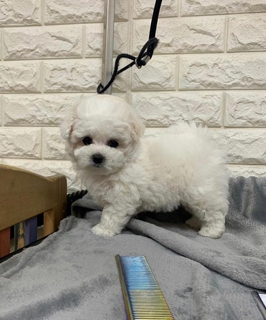 PUREBRED BICHON FRISE Image eClassifieds4u