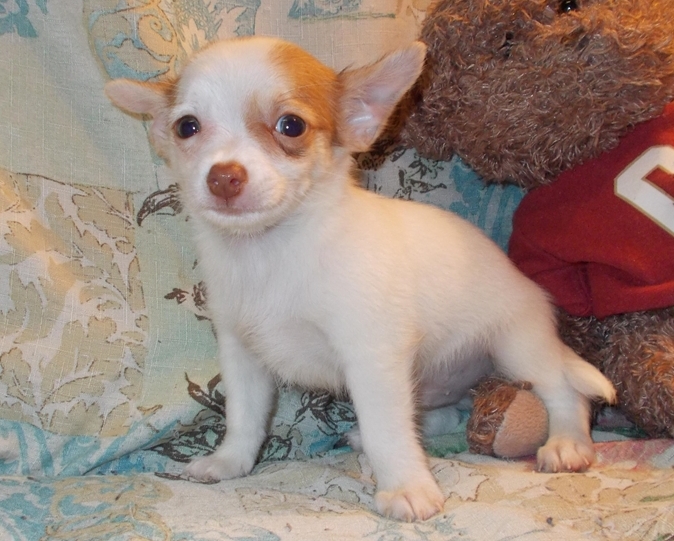 Purebred Chihuahua pups Image eClassifieds4u