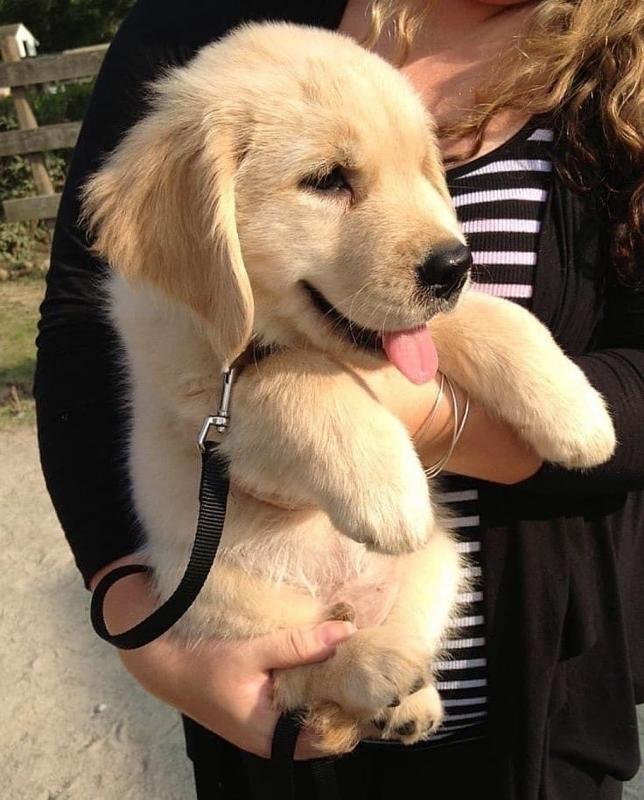 Purebred Golden Retriever Puppies Image eClassifieds4u