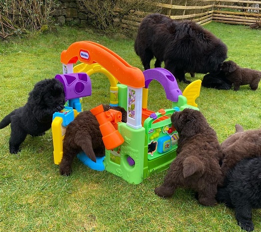 Quality Newfoundland Puppies Image eClassifieds4u