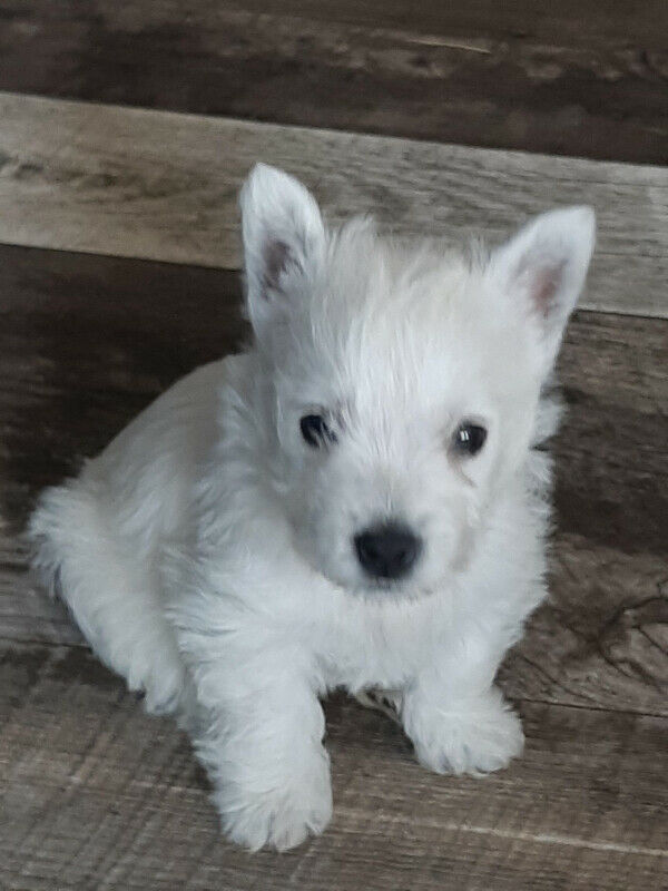 Snow White West Highland Terriers pups Image eClassifieds4u