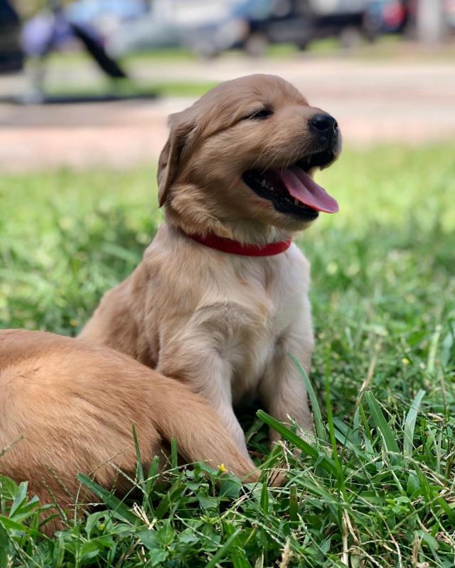 Stunning golden retriever puppies available for adoption. (emmareagan02@gmail.com) Image eClassifieds4u