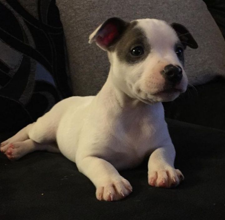 Super adorable Pitbull puppies. So gentle and affectionate. I have one male and one female. Image eClassifieds4u