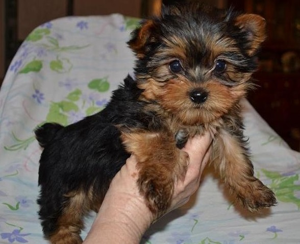 Yorkie Yorkshire terrier puppy Image eClassifieds4u