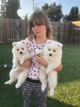 Cute Labrador retriever puppies