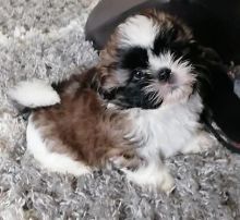 Super cute baby boy and girl Shih Tzu Puppies available for a new home.[lindsayurbin@gmail.com]