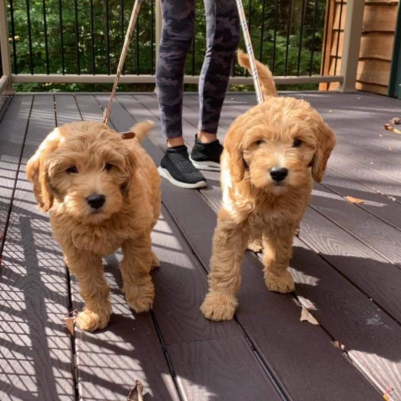 Adorable Goldendoodle Image eClassifieds4u