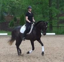 Amazing and energetic Frisian Horse.